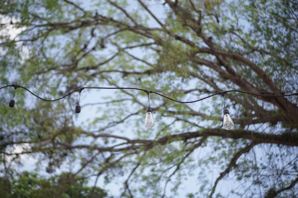一种低角度的装饰灯泡 挂在公园蓝天的绿树上 — 图库照片
