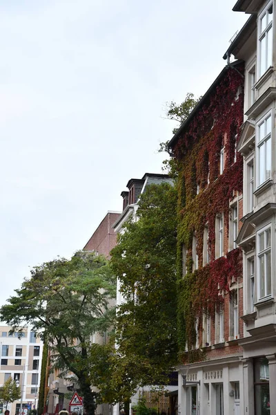Plano Vertical Edificio Cubierto Vid Roja Leipzig Alemania —  Fotos de Stock