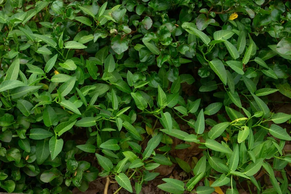 在日光下拍摄的一张斜纹海草叶特写 — 图库照片