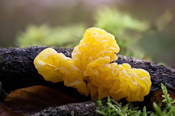 森の床に生えている黄色のハエの獣菌のクローズアップショット — ストック写真