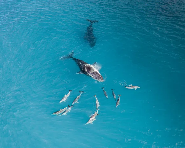 바다에 혹등고래의 꼭대기 — 스톡 사진