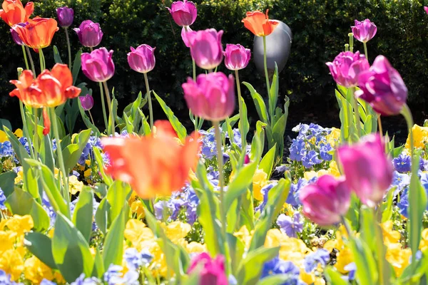 Primer Plano Tulipanes Vibrantes Colores Florecientes Campo — Foto de Stock