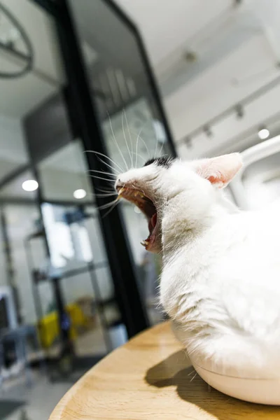 上海一家猫咖啡馆里 一只猫在打呵欠 — 图库照片