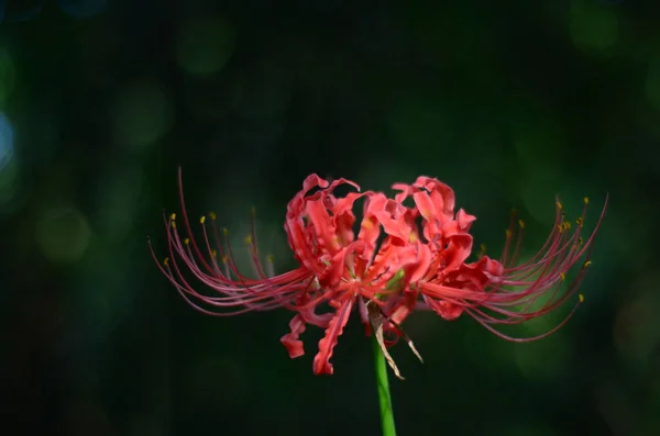 Detailní Záběr Červené Pavoučí Lilie Pod Slunečním Světlem Rozmazaném Zeleném — Stock fotografie