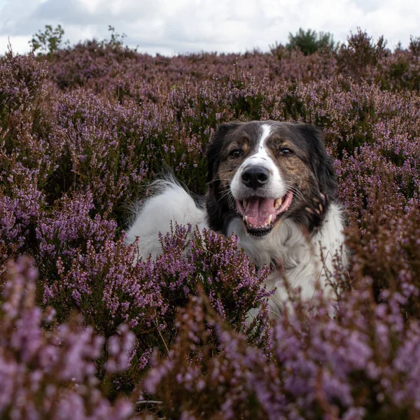 Closeup Portrait Tornjak Dog Open Mouth Standing Calluna Flower Field — Stock Photo, Image