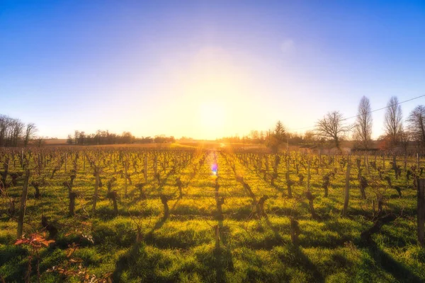 Ein Malerischer Blick Auf Ein Grünes Ackerland Unter Blauem Wolkenlosen — Stockfoto