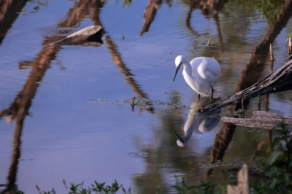 Beautiful Shot Great Egret Water Surface — Stock Photo, Image