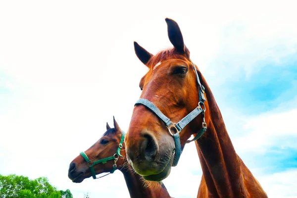 明るい青空の下で茶色の馬の低角度ショット — ストック写真