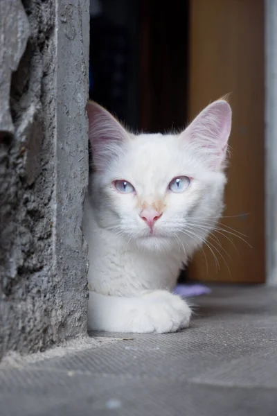 ドアの後ろに隠れて カメラを見てかわいい白い猫の垂直の肖像画 — ストック写真