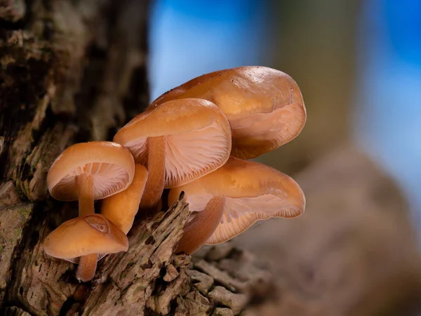 Eine Gruppe Junger Enoki Pilze Flammulina Velutipes Auf Holunder — Stockfoto