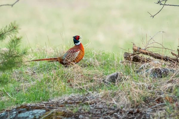 Scenic View Common Pheasant Perched Grass Blurred Background — Stock Photo, Image