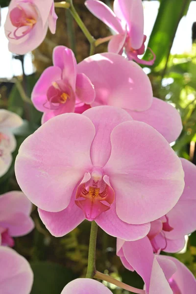 Phalaenopsis Commonly Known Moth Orchids Most Popular Orchids Sold Potted — Stock Photo, Image