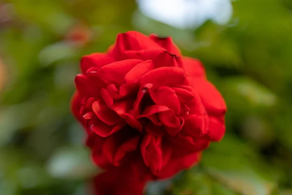 Eine Nahaufnahme Einer Kleinen Blühenden Roten Rose — Stockfoto