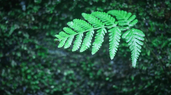 明るい緑のシダの葉の枝のクローズアップショット — ストック写真