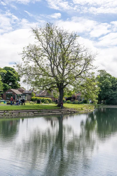 View Landmark Tree Reflected Lake Paddy Freemans Park Newcastle Tyne — Stock Photo, Image