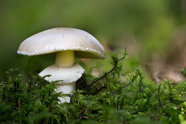 Gros Plan Une Amanita Qui Pousse Sur Sol Dans Une — Photo