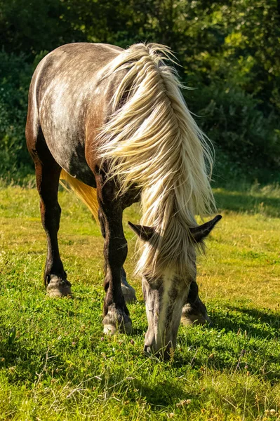 Thoroughbred Dappled Horse Standing Field Provence — Stock Photo, Image