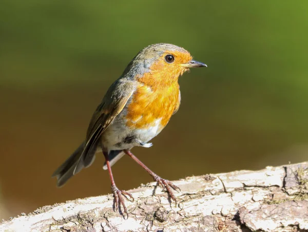 Güneşli bir günde bir kütüğe tünemiş bir Robin