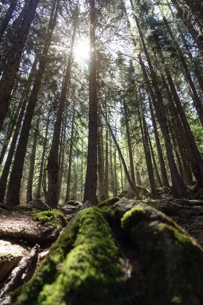 森の中の苔で覆われた石で覆われた地面 — ストック写真