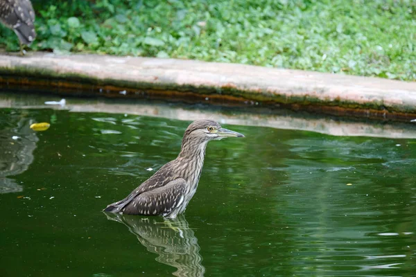 Uma Garça Noite Juvenil Coroada Preto Kowloon Park Hong Kong — Fotografia de Stock