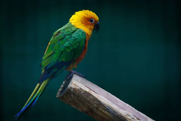 Egy Közeli Kép Egy Színes Papagájról Amint Egy Faágon — Stock Fotó