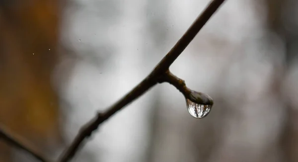 Sebuah Gambar Close Seup Hujan Drop Pada Cabang — Stok Foto