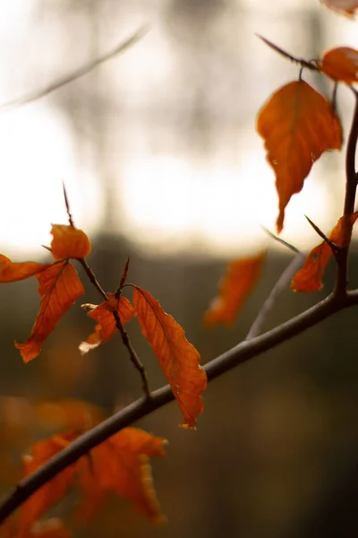 Primo Piano Ramo Albero Con Foglie — Foto Stock