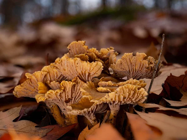 Grupo Cogumelos Antigos Funil Chanterelle Craterellus Tubaeformis Final Outono — Fotografia de Stock