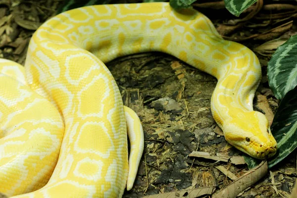 地面にあるアルビノ ビルマ パイソン Python Molurus Bivitatus の閉鎖 — ストック写真