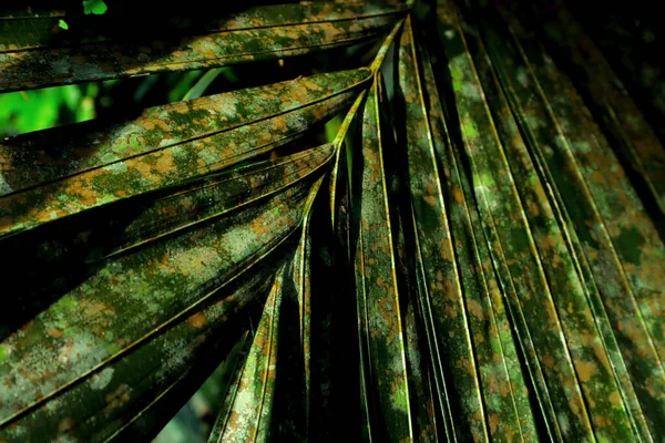 Gros Plan Des Feuilles Endommagées Une Plante Tropicale — Photo