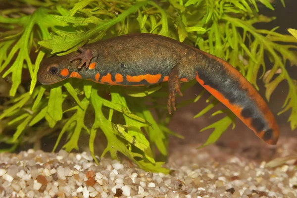 Closeup Aquatic Male Chinese Chuxiong Fire Bellied Newt Cynops Cyanurus — Stock Photo, Image