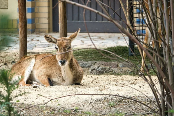 Ein Blick Auf Einen Schönen Hirsch Der Einem Zoo Auf — Stockfoto