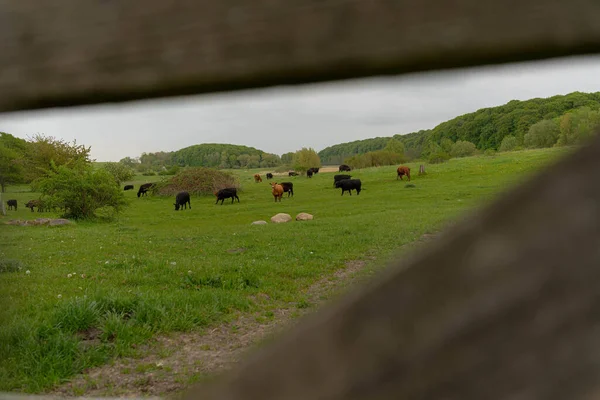 Ein Ferner Blick Auf Kühe Die Auf Einem Feld Gras — Stockfoto