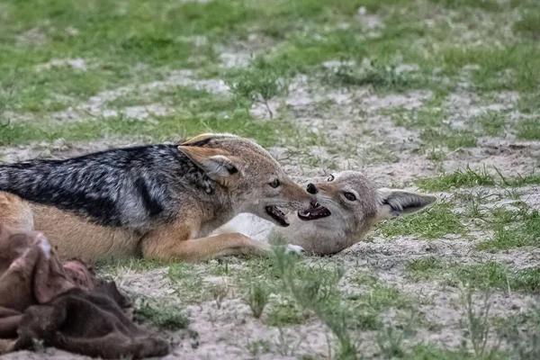 Jakhalzen Vechten Voor Een Buffel Karkas Bush Namibië — Stockfoto