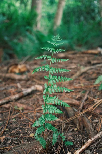 Disparo Vertical Una Planta Helecho Creciendo Bosque —  Fotos de Stock