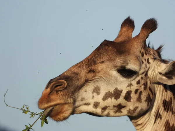 Крупный План Жирафа Поедающего Растение Национальном Парке Масаи Мара Кения — стоковое фото