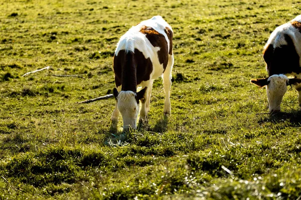 Vacas Pasto Mont Pelerin Suiza — Foto de Stock