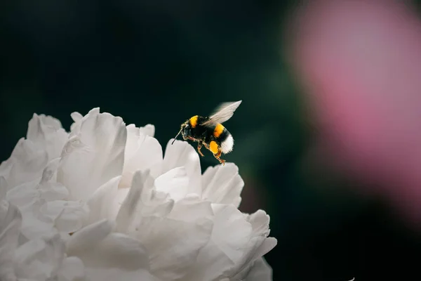 Een Close Van Een Hommel Die Stuifmeel Verzamelt Van Een — Stockfoto