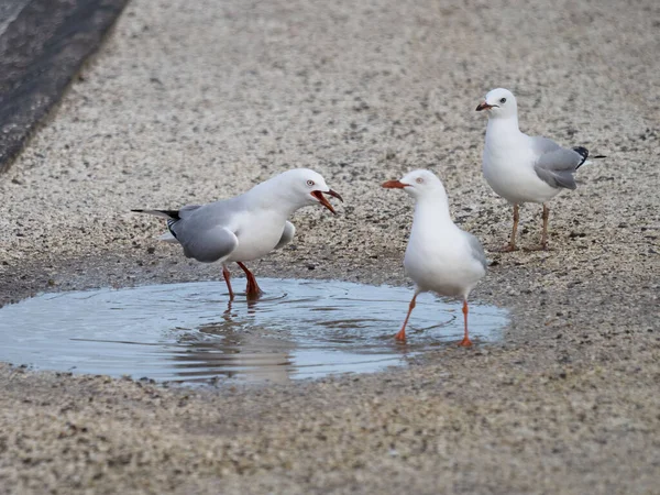 View Red Billed Gulls Fight Access Fresh Water Puddle — Stock Photo, Image