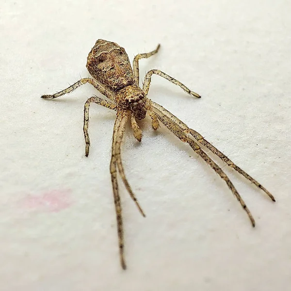 Makroaufnahme Einer Spinne Isoliert Auf Weißem Hintergrund — Stockfoto