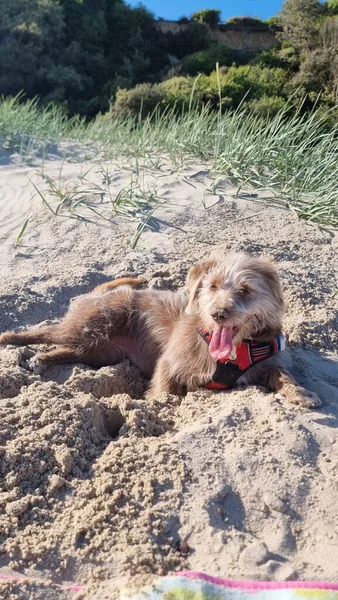 Ein Kleiner Pelziger Süßer Hund Der Strand Unter Sonnenlicht Mit — Stockfoto