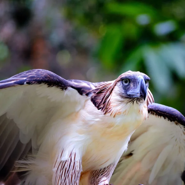 Gros Plan Une Chouette Des Clochers Sur Fond Flou — Photo