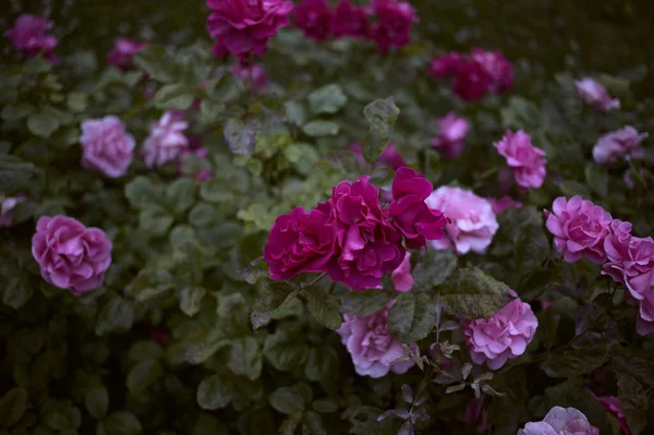 Belo Tiro Rosas Rosa Jardim — Fotografia de Stock