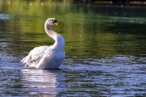 在阳光灿烂的日子 一只白天鹅在水面上的美丽画像 — 图库照片