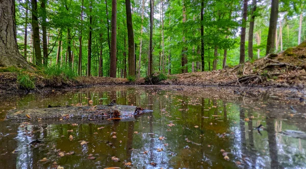 Belo Tiro Água Poça Uma Floresta — Fotografia de Stock