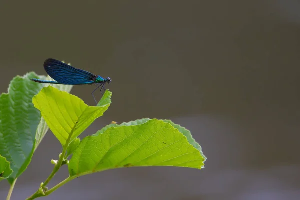 Μια Μακροεντολή Από Μια Όμορφη Μπλε Πεταλούδα Ένα Φωτεινό Πράσινο — Φωτογραφία Αρχείου
