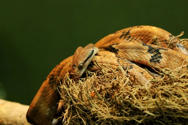 一只犬牙猫蛇 Boiga Cynodon 在动物园的根部紧密交织在一起的特写 — 图库照片