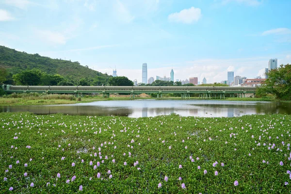 Scenic View Common Water Hyacinth Flowers Blooming Park Hong Kong — Stock Photo, Image