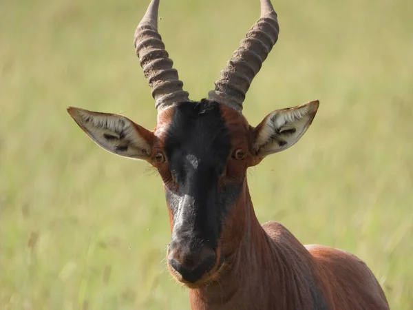 Zbliżenie Typowego Tsessebe Sassaby Damaliscus Lunatus Lunatus Park Narodowy Maasai — Zdjęcie stockowe