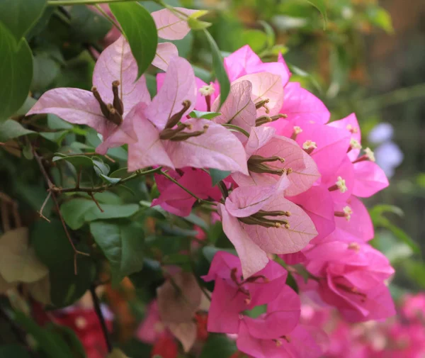 Primer Plano Flores Buganvilla Glabra Rosa —  Fotos de Stock